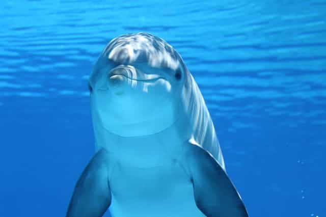 Les dauphins sont capables de se diriger grâce aux rebonds des ultrasons qu’ils envoient. © Claudia14, Pixabay, DP
