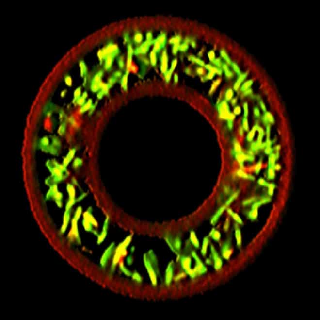 On peut apercevoir des bactéries (en vert) emprisonnées dans une cage en forme de donut (en rouge). Cette expérience, loin d’être farfelue, devrait permettre de mieux comprendre comment les communautés microbiennes communiquent au sein des environnements et développent des infections. © Jodi Connell, université du Texas à Austin