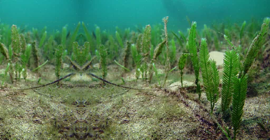 Caulerpa taxifolia : impact environnemental et économique