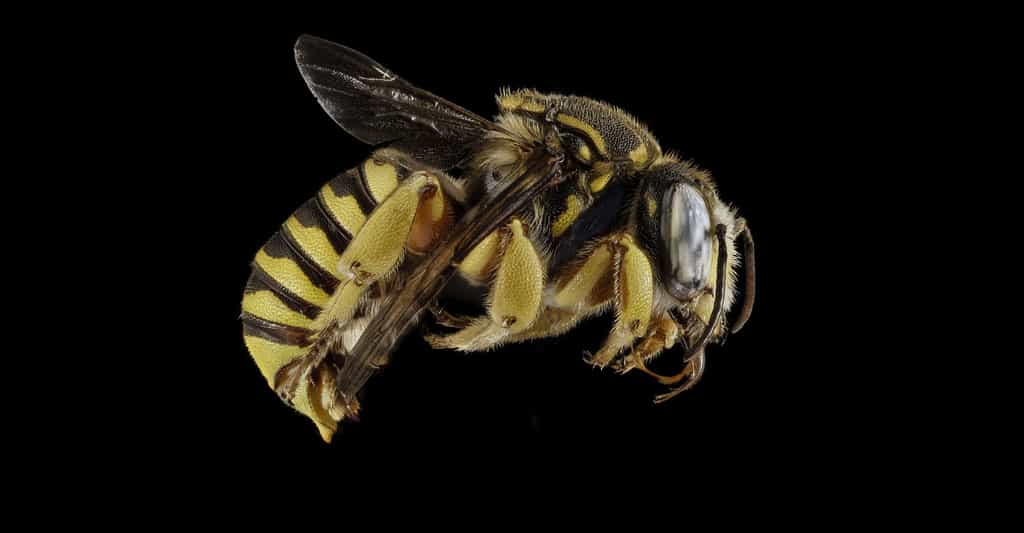 Surmortalité des abeilles : une énigme encore non résolue