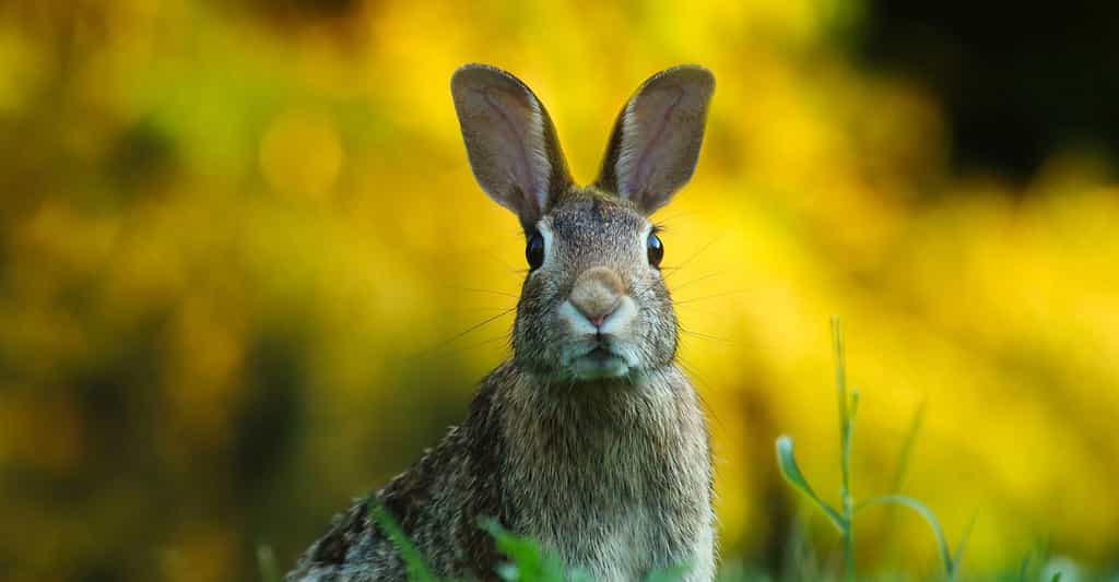 L'invasion du lapin en Australie : Oryctolagus cuniculus
