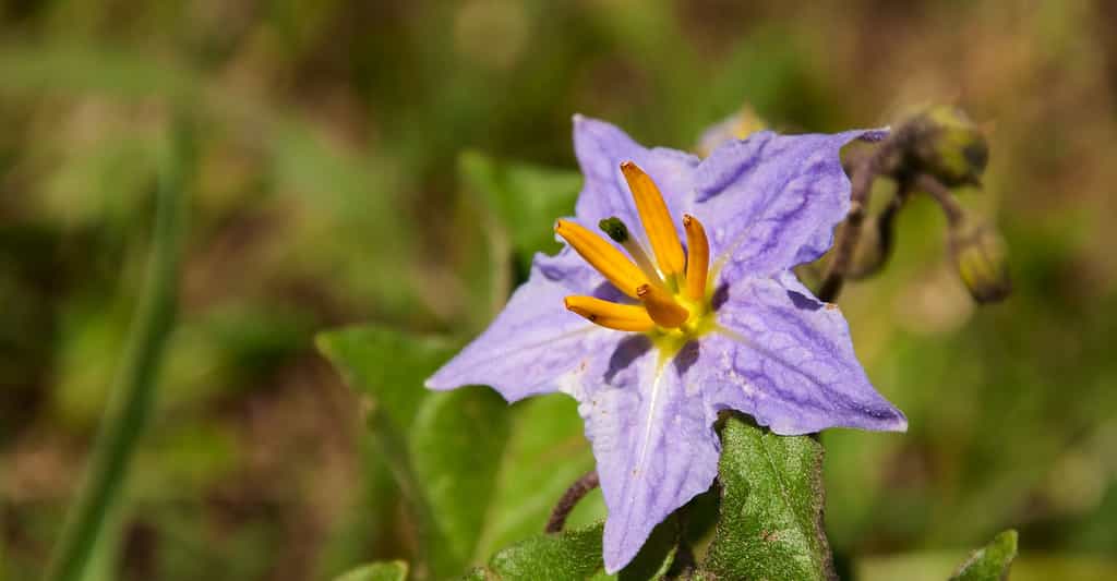 Solanum elaeagnifolium : une morelle