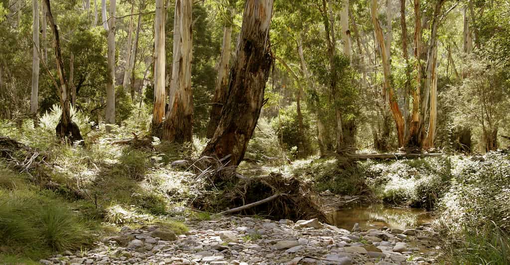 Forêt particulière : le bush australien
