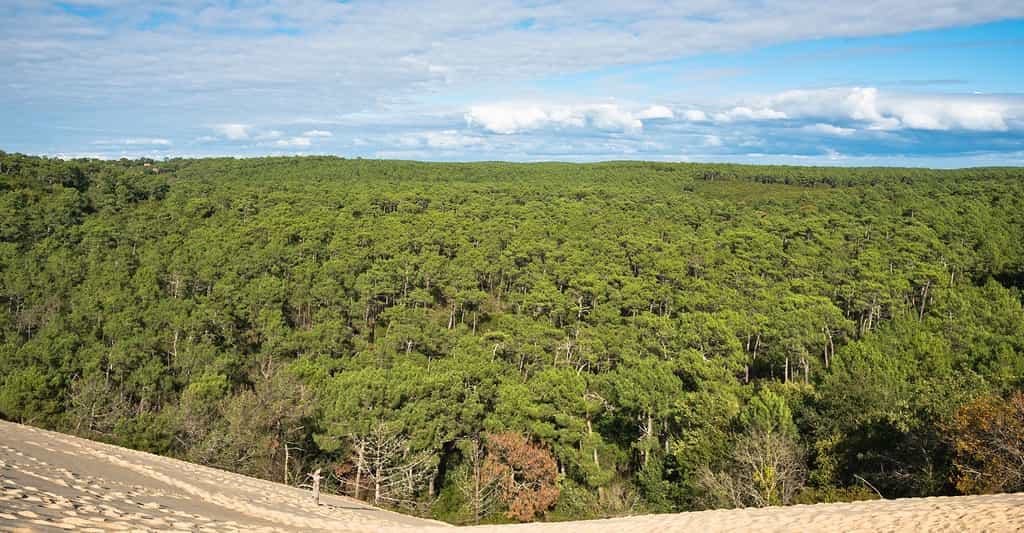 Forêt particulière : la forêt dunaire d'Atlantique