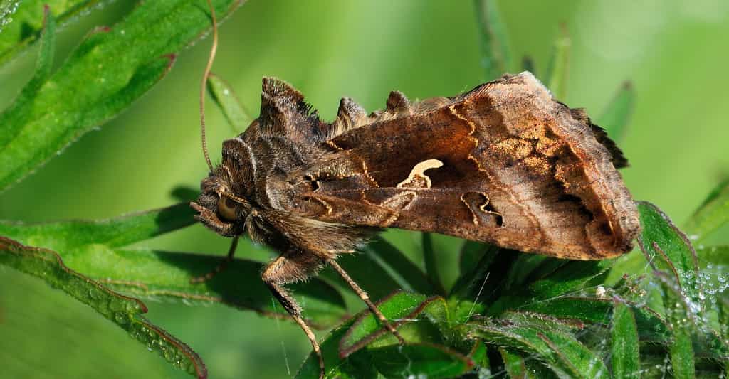 Papillons et orties, une collaboration pour la biodiversité