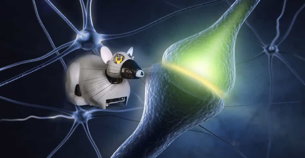 Psikharpax, le robot-rat intelligent