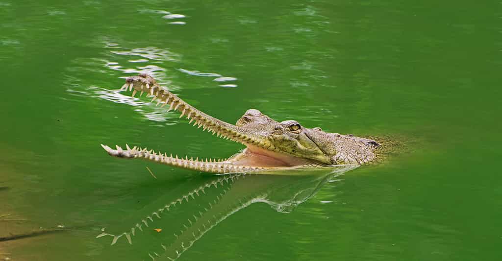 Crocodiles, alligators : évolution et différences