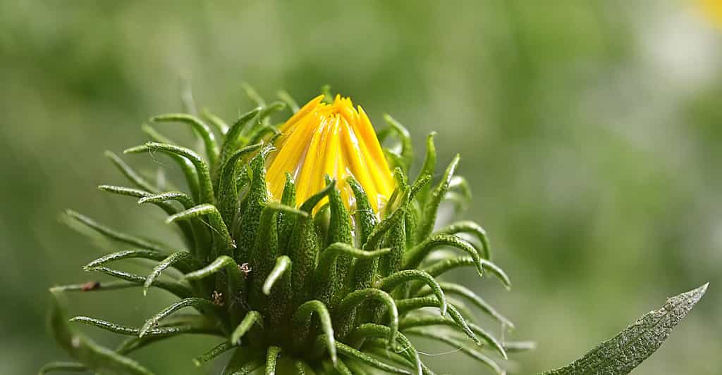 Bourgeons : ne pas confondre croissance et développement