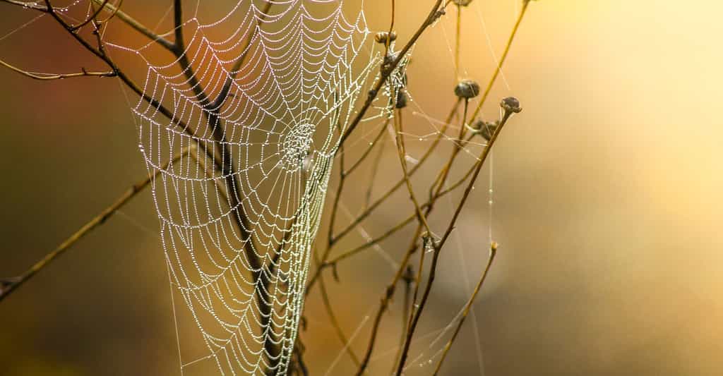 Biotechnologie : la soie des araignées, une fibre très performante