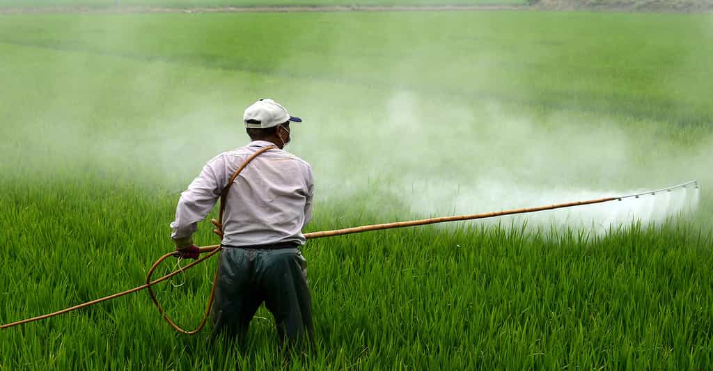 Des résidus de pesticides sur les aliments