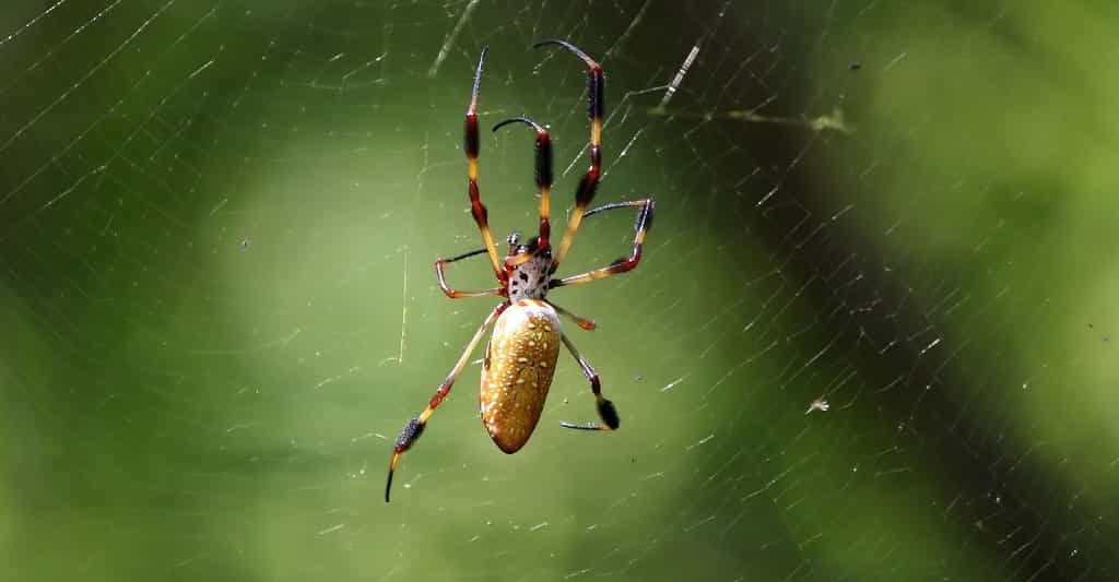 L'araignée Nephila clavipes