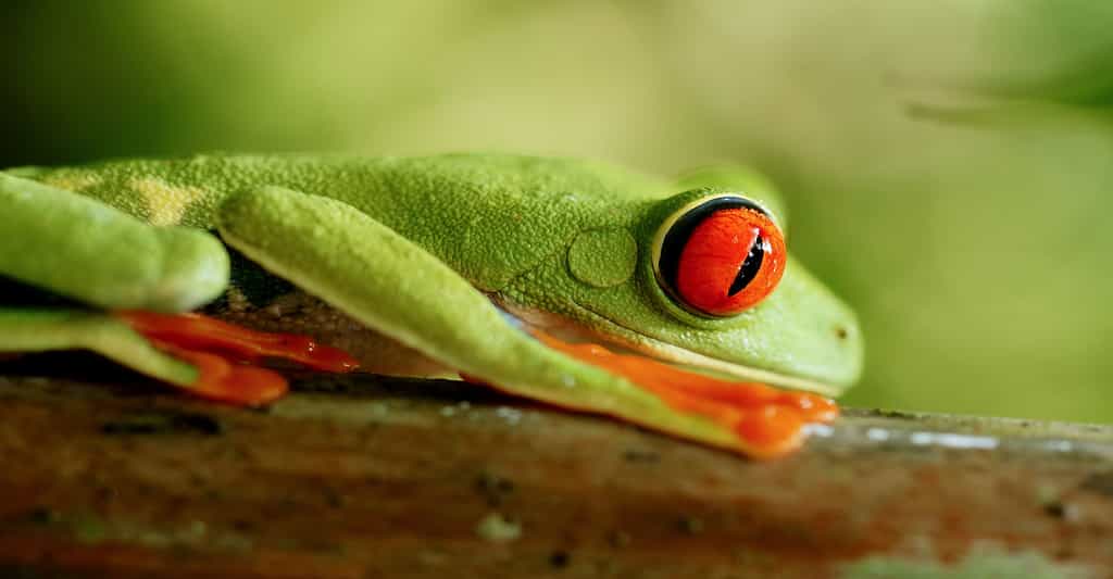 La rainette aux yeux rouges (Agalychnis callidryas)