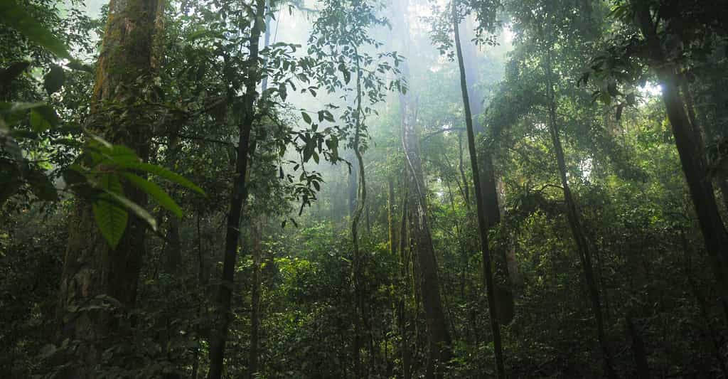 En vidéo : la forêt sous les tropiques
