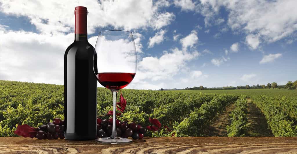 Les vins de Bourgogne : Pinot noir, chardonnay et Meursault