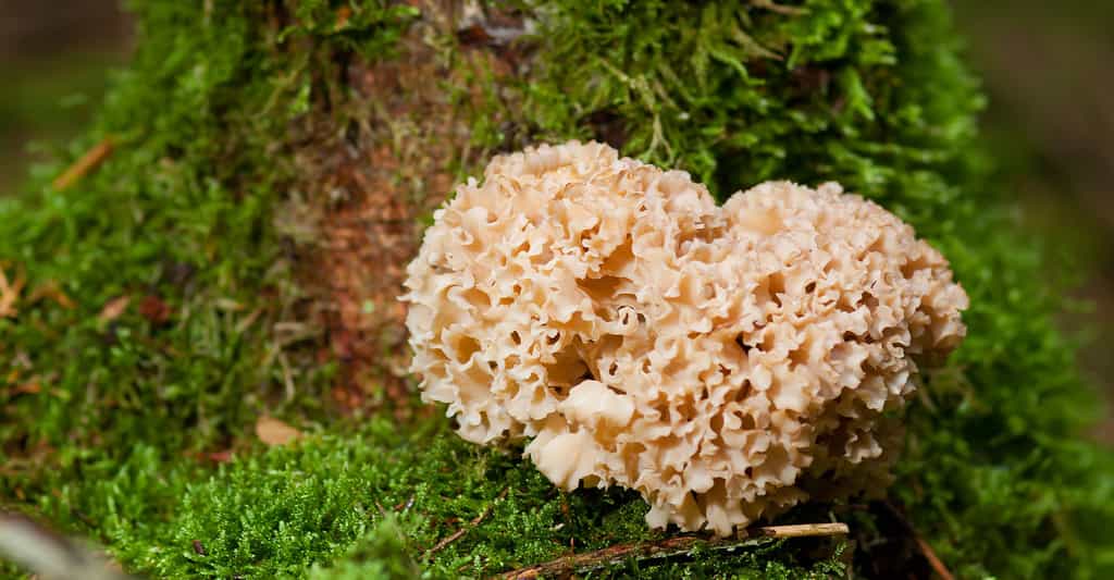 La clavaire crépue : un champignon volumineux