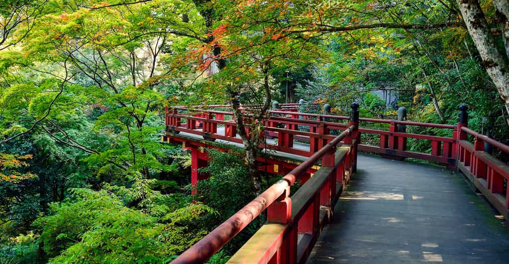 Avant votre voyage au Japon : formalités et contacts utiles