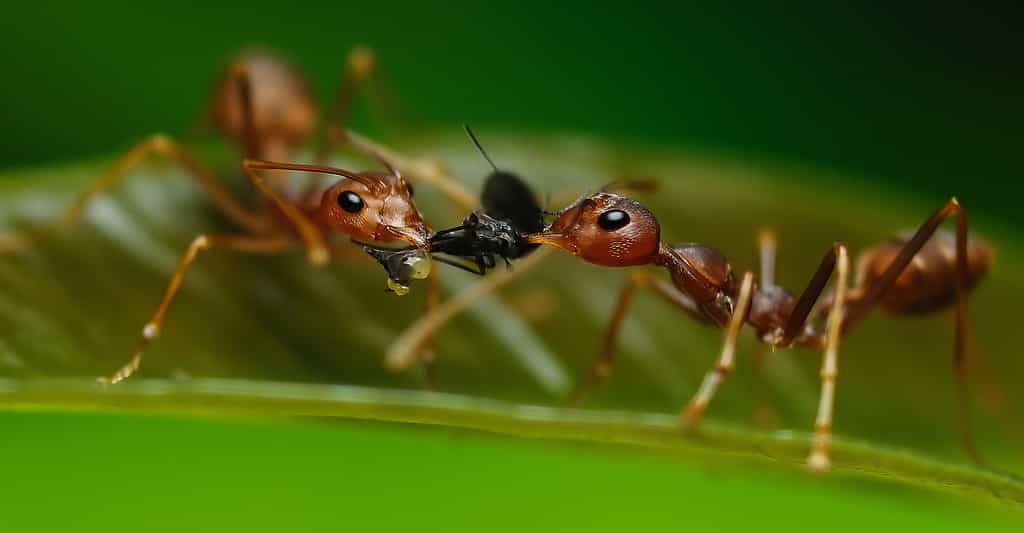 Mode de vie des insectes : le cas particulier des insectes eusociaux