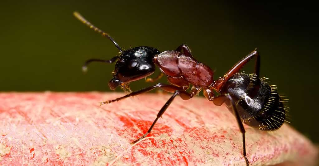 Le polymorphisme des fourmis selon leur caste