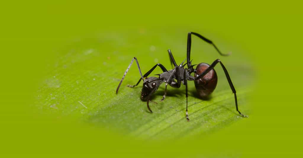 En savoir plus sur les fourmis