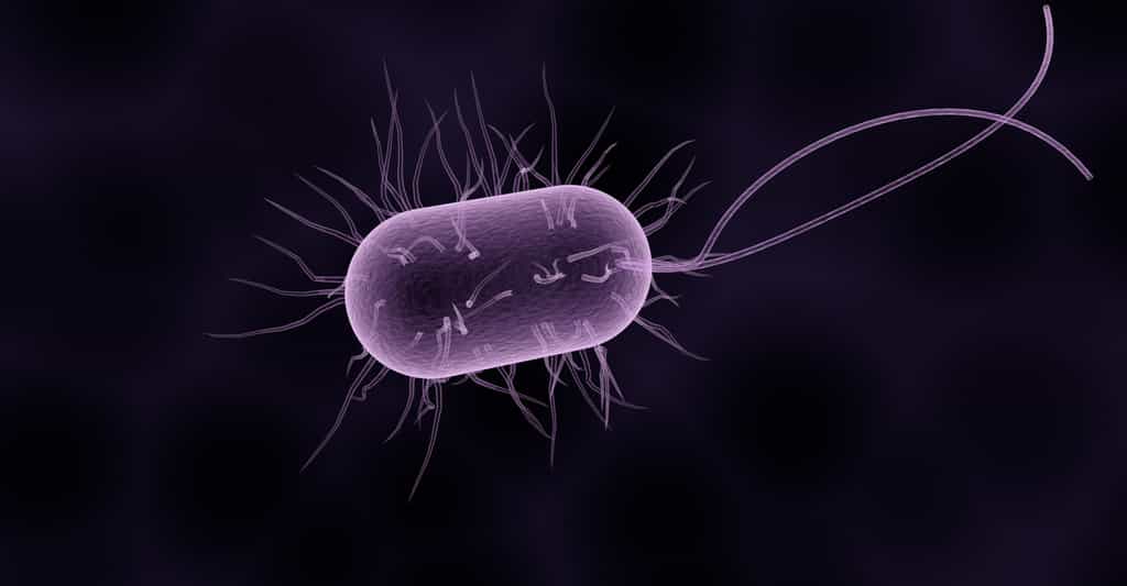 L'environnement des bactéries