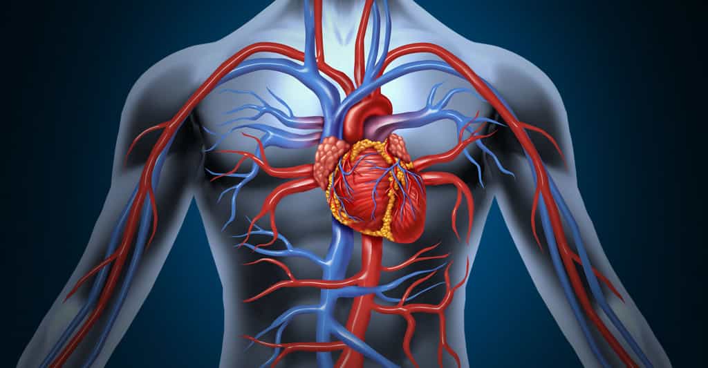 Anatomie du cœur : ventricules, oreillettes, aorte, artères coronaires, valves…