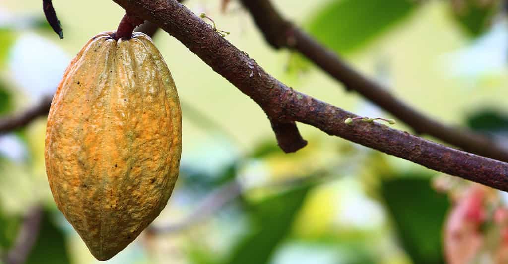 Origine du cacao : les Mayas et les premiers chocolats