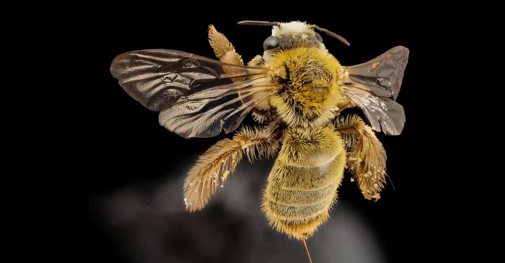 La danse des abeilles, un langage au sens biologique du terme