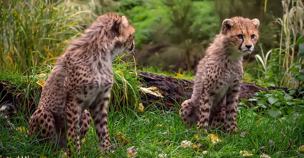 Laurie Marker : Cheetah conservation Fund pour protéger le guépard