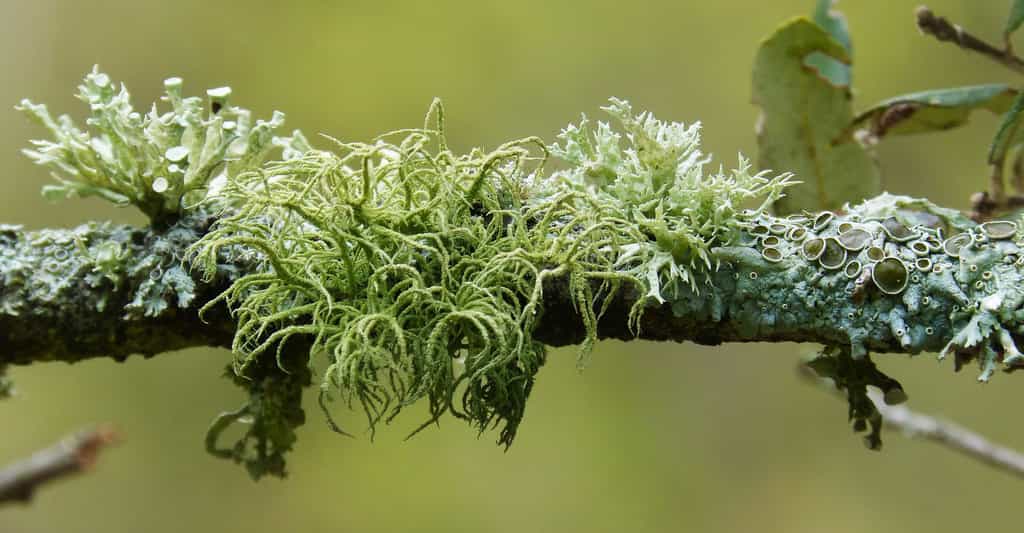Les lichens : la vie en symbiose