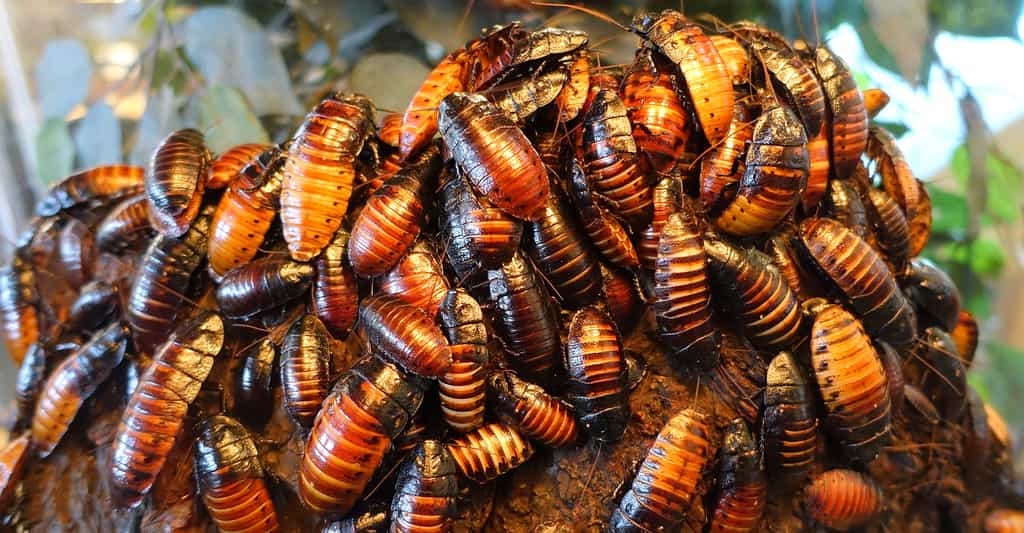 Les insectes « généralistes » : capucins, blattes et compagnie