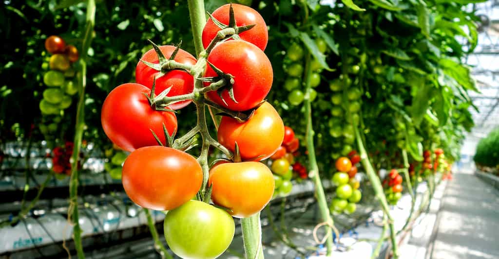 Tomate : la culture hors-sol