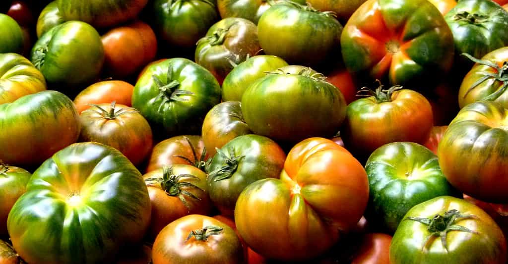 OGM : la tomate Flavr Savr et le bon cholestérol