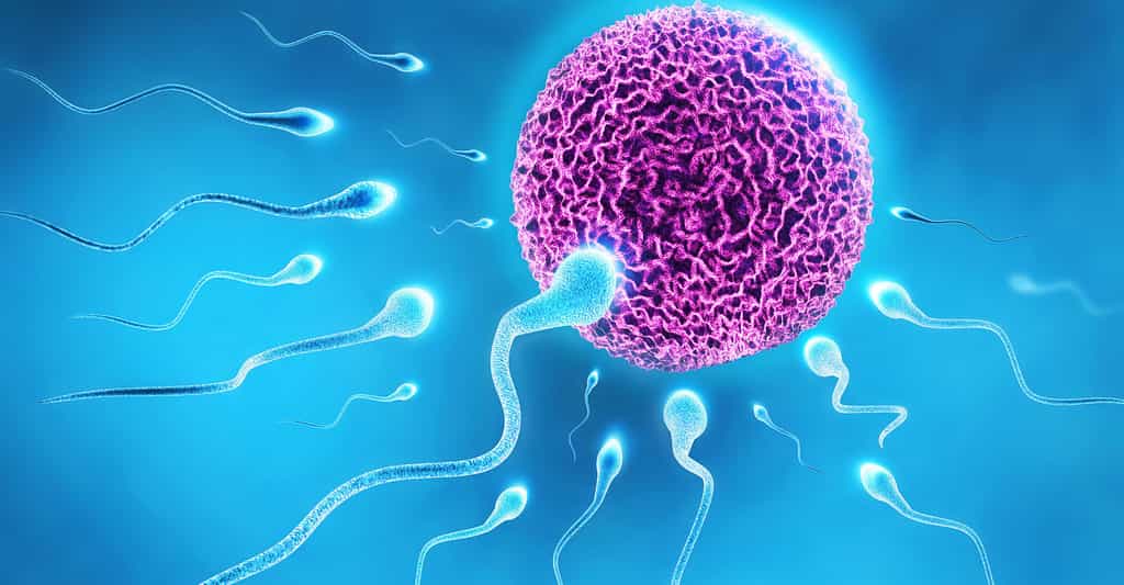 1678 : la découverte des spermatozoïdes