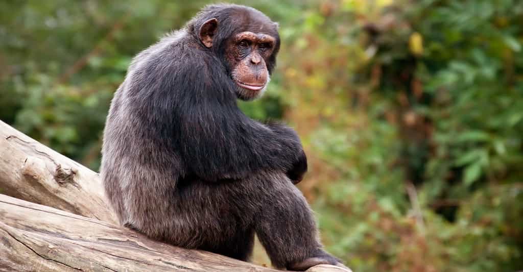 Comment reconnaître un chimpanzé