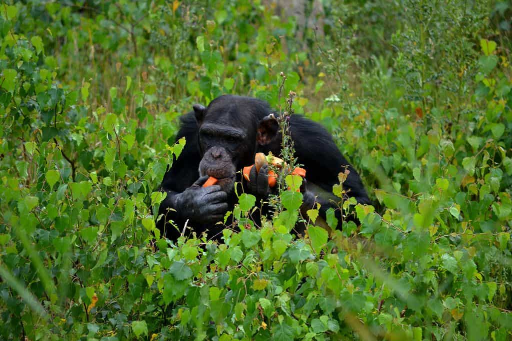 Un chimpanzé saisi en pleine pause repas. © Tim Strater, cc by nc 2.0