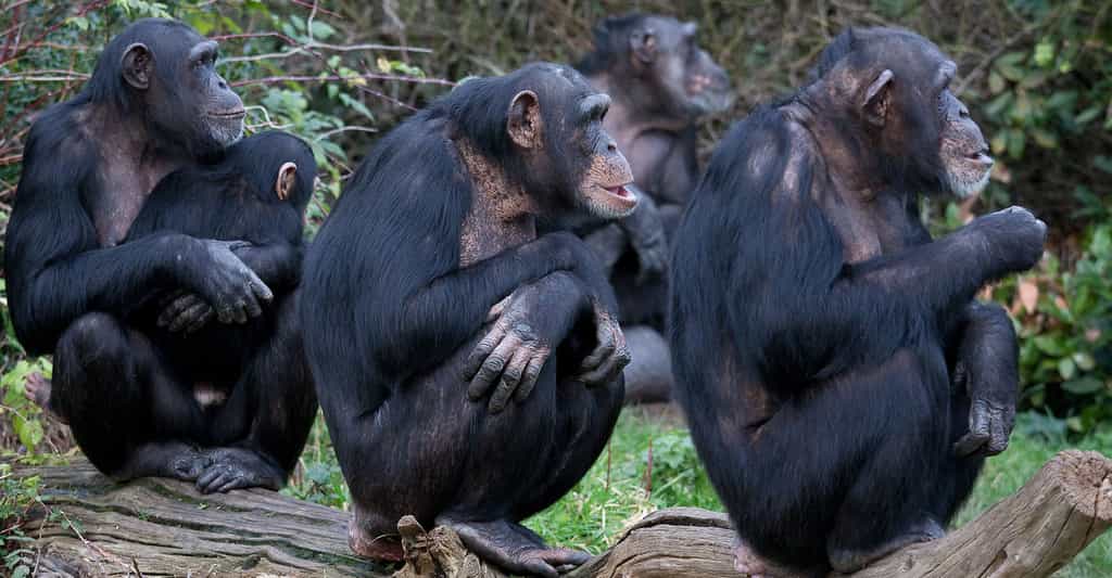 La vie sociale des chimpanzés
