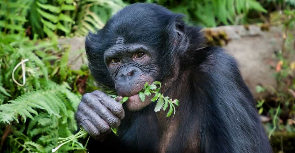 Les chimpanzés utilisent l'automédication