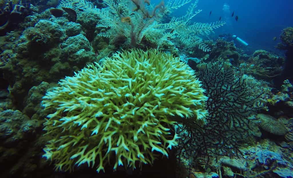 Pourquoi les coraux durs sont-ils si importants ?