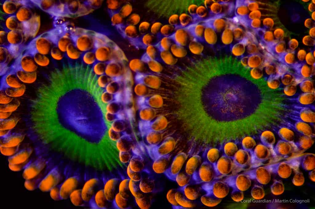 À quoi sert la fluorescence des coraux ?