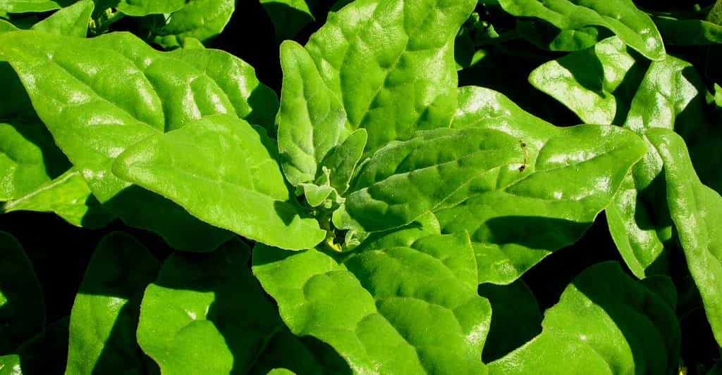 Plante : la tétragone cornue, une salade verte pour le potager
