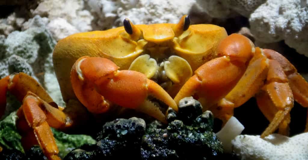 Crabes : combien existe-t-il d’espèces et où vivent-ils ?