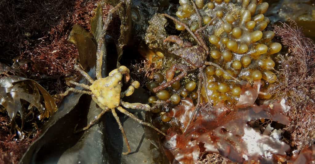 Le crabe araignée cultive un jardin sur son dos