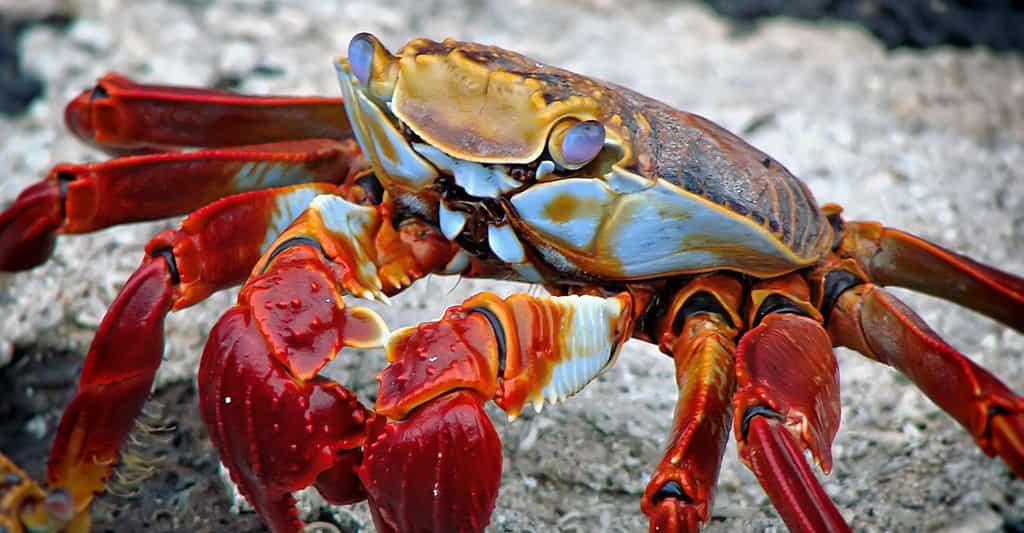 Crabes : classification, anatomie et origine