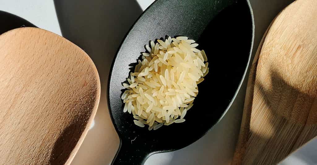 Culture du riz