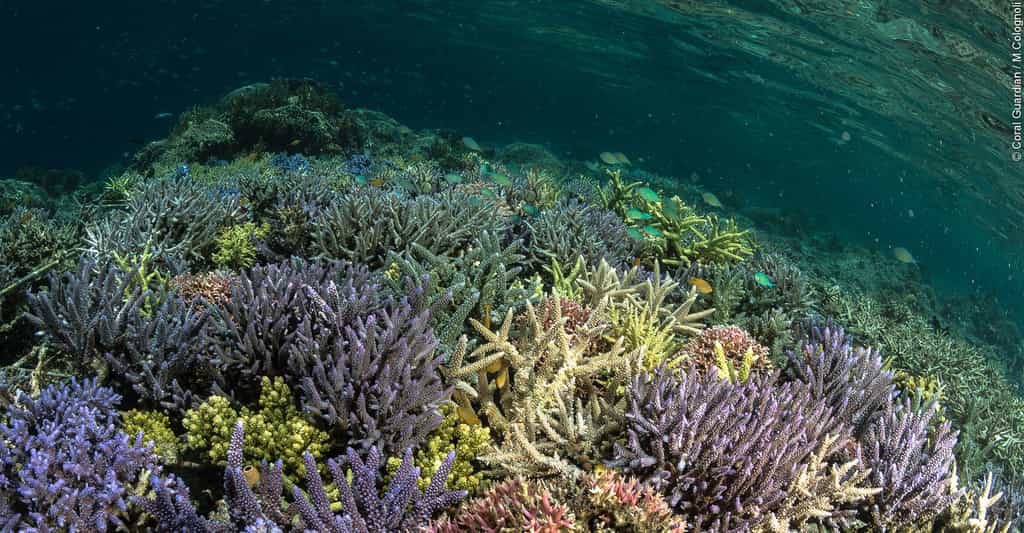 Les coraux, un habitat unique