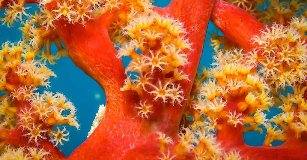 Les enjeux des récifs coralliens