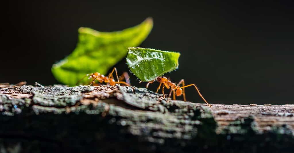 Intelligence collective : l'optimisation par colonie de fourmis