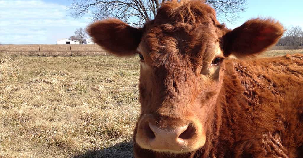 La vache limousine, une histoire d’élevage : le Herd-Book Limousin
