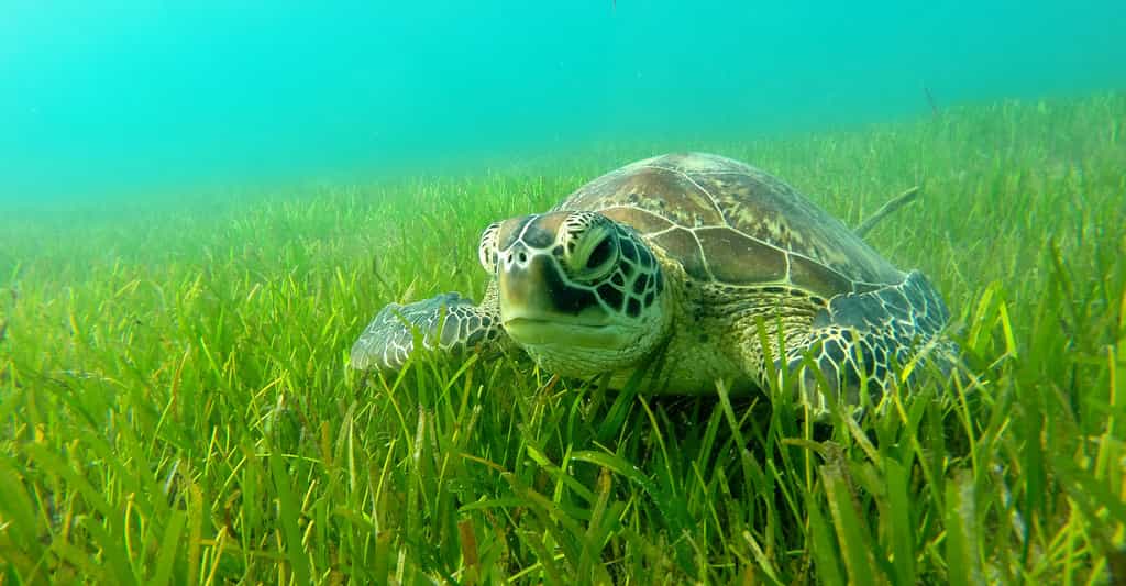 La tortue verte de l'océan indien