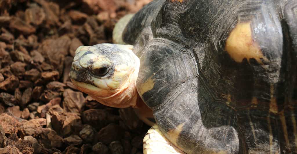 Curriculum vitae biologique de la tortue étoilée